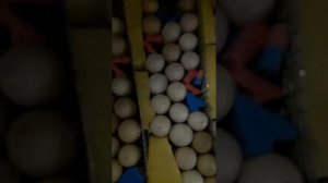 Инкубации куриных яиц 14 -й день