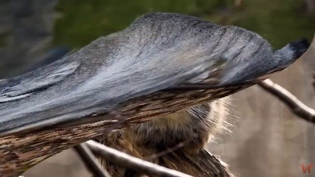 Палласов кот или манул (англ. Pallas's cat) смотреть онлайн