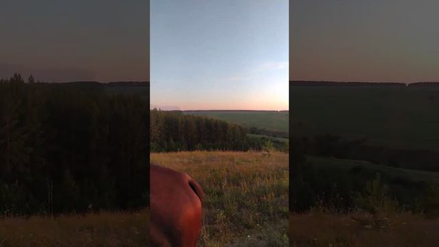 На закате? прогулка #лошади #английская скаковая #тяжеловозы #донская лошадь #башкирская лошадь смотреть онлайн