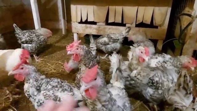 Живые бактерии для подстилки - выгодно или нет?