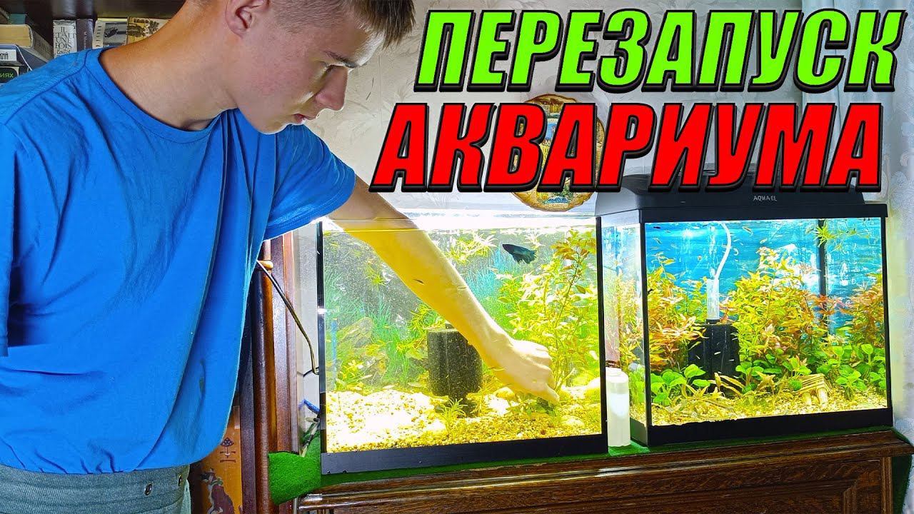 Перезапуск аквариума 35 литров смотреть онлайн