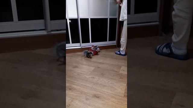 Собака в одежде первый раз смотреть онлайн