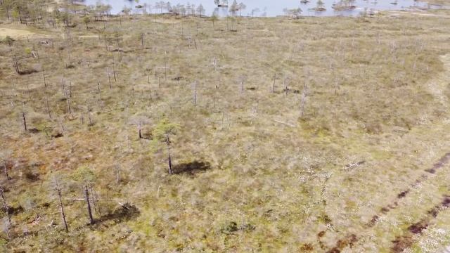 Болото Ельня смотреть онлайн