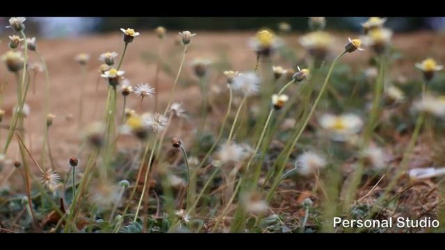 Nikon 1 J5 + Lensa Meike 25mm f1.8 Video Test смотреть онлайн