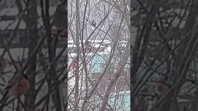 КУЗЬМА и снегири смотреть онлайн