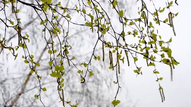 НАСТРОЙ ОТ ОНКОЛОГИИ ДЛЯ ИМЕНИ ПЕТР смотреть онлайн