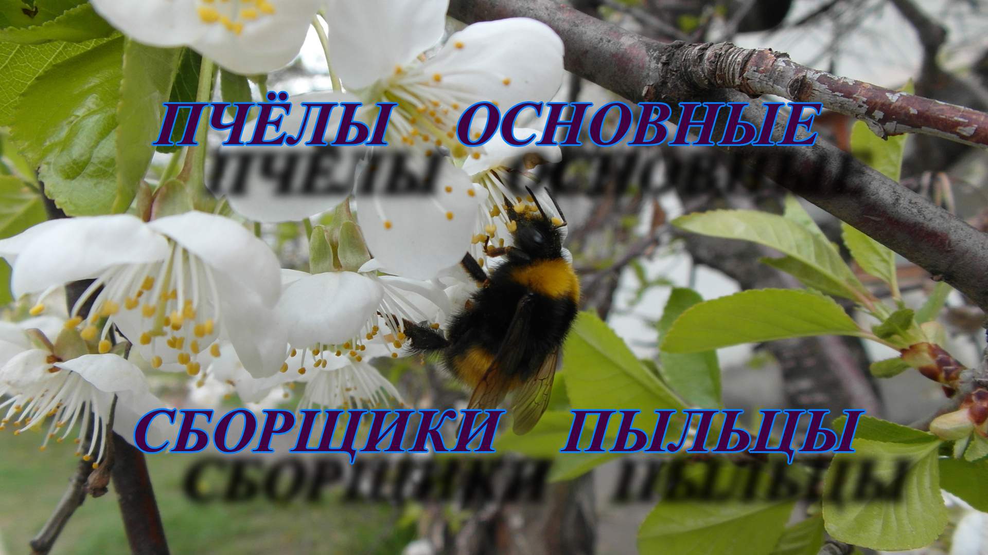 ПЧЕЛИНАЯ ПЫЛЬЦА ДЛЯ ЧЕГО ПРИМЕНЯЕТСЯ смотреть онлайн