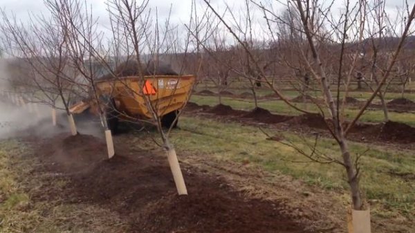 Peach Orchard in Spring: It's Not All Fragrant Blossoms!