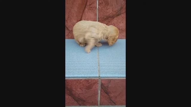 Щенок английский кокер спаниель почти 1 месяц смотреть онлайн