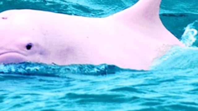 Новосибирские дельфины зажигают 2017 г. [Автор Олеся Шалгина.] смотреть онлайн