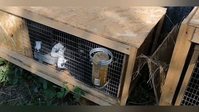 ура прибавление! и пропали гуси 😔 смотреть онлайн