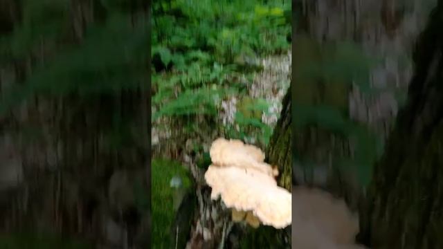 Гриб Трутовик серно-желтый. смотреть онлайн