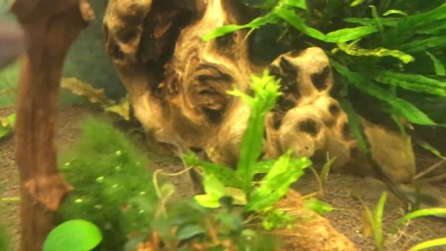 Золотистый коридорас, аквариум 100 литров смотреть онлайн