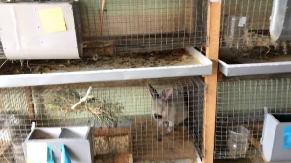 В каком возрасте нужно рассаживать кроликов!