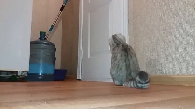 Что Делает Кошка пока Хозяйка в Душе? ? Мяуканье Кошка разговаривает и зовет хозяйку Говорящие коты смотреть онлайн