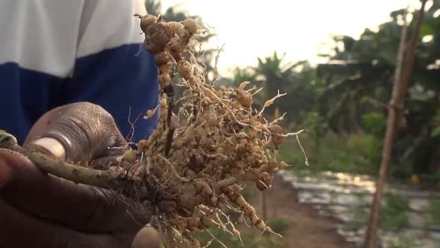 Managing root knot nematodes in vegetables (Summary) смотреть онлайн