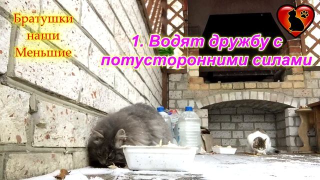 5 причин почему в новый дом первой запускают кошку!!! смотреть онлайн