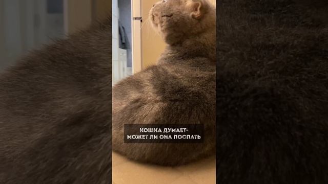 О чём думают кошки? смотреть онлайн