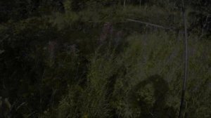 РЫБАЛКА В ДИКОМ РУЧЬЕ! С ГОЛОДНЫМИ РЫБАМИ/Рыбалка2022