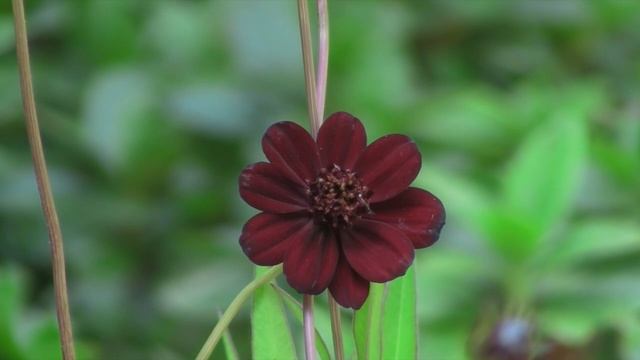 Chocolate Cosmos - How to grow and Care For Cosmos astrosanguineus смотреть онлайн