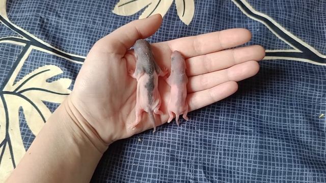 КРЫСЯТА ПОДРАСТАЮТ И ПОКРЫВАЮТСЯ ШЕРСТКОЙ :) смотреть онлайн