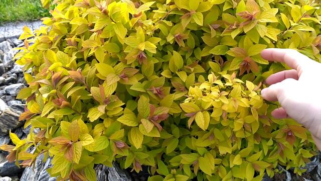 Tawułki japońskie- maj смотреть онлайн