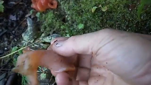 P1000531 Guepinia rufa dal vivo смотреть онлайн