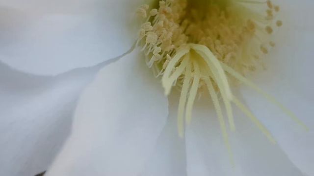 echinopsis subdenudata - kaktüs çiçeği - cactus flower - cacti - adana смотреть онлайн