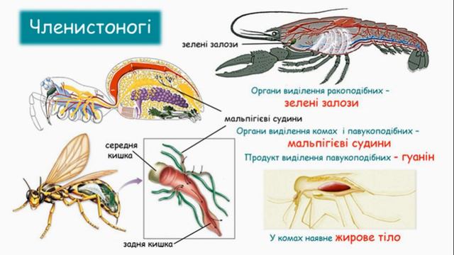 Виділення, його значення для організму тварин смотреть онлайн