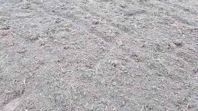 Алыча с косточки. Результат и всходы.? смотреть онлайн