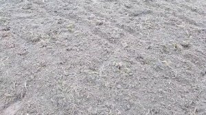 Алыча с косточки. Результат и всходы.?