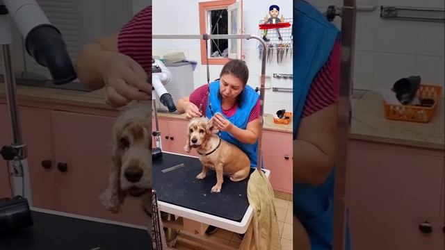 Английский кокер-спаниель |красота требует жертв #shorts смотреть онлайн