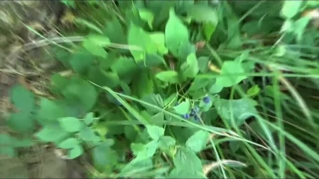 Белорусские будни/жизнь в деревне Кожан-Городок