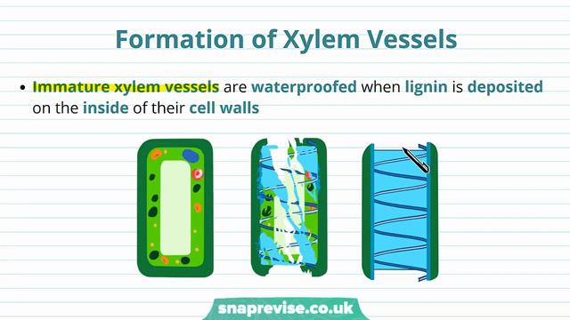 Transport In Plants: The Xylem | A-level Biology | OCR, AQA, Edexcel