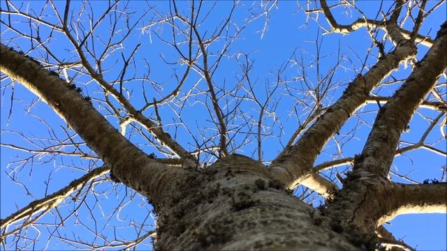 Sweet Chestnut (Castanea sativa) - canopy - February 2018 смотреть онлайн