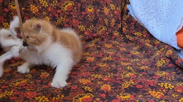 Лёва - рыжий с белым экзот, 2 месяца смотреть онлайн