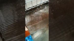 Кормушка для перепелов на неделю