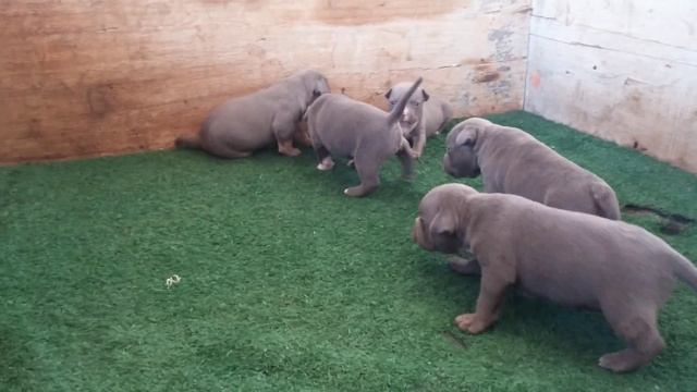 Filhotes Kahlua x MP Kings Bullies GQ - 19 Dias. смотреть онлайн