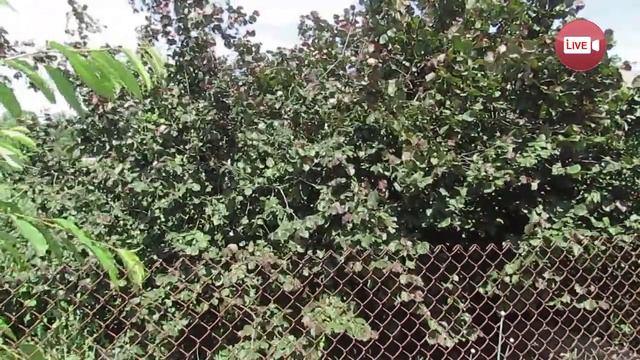 Экзотические птицы и растения - хобби Николая Супруна смотреть онлайн