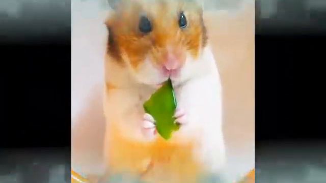 Сирийский хомяк