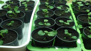 КОГДА И КАК ПИКИРОВАТЬ ВИОЛУ (АНЮТИНЫ ГЛАЗКИ) КАК ПРИГОТОВИТЬ ГРУНТ ДЛЯ ВИОЛЫ.