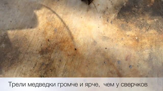 Огородный вредитель. Чем опасна медведка? смотреть онлайн