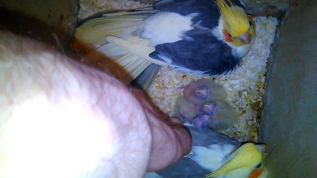 Птенцы кореллы. Первые в новом году. Кореллы охраняют птенцов. смотреть онлайн