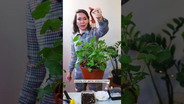 Что не любит  герань (пеларгония)