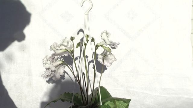 Стрептокарпус DS-1780 смотреть онлайн