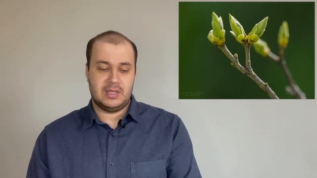 Россиянам посоветовали есть почки растений смотреть онлайн