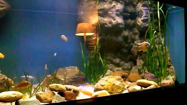 Malawi cichlids 580 US gallons ,Malawi cichliden 2200 liter смотреть онлайн