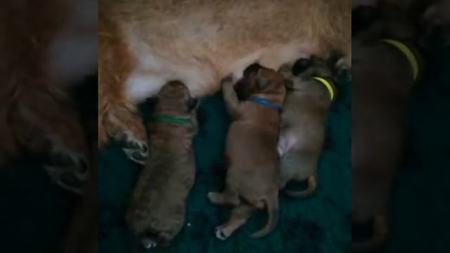 ,щенки ирландского терьера смотреть онлайн