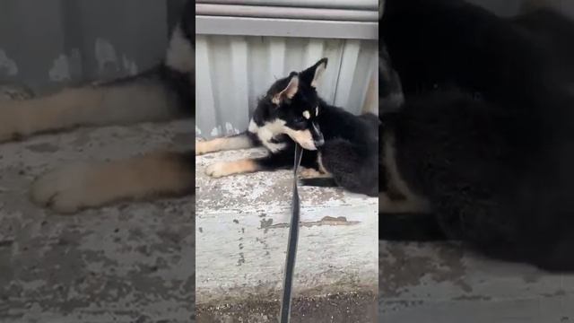 Необычный окрас, собака ищет дом. смотреть онлайн