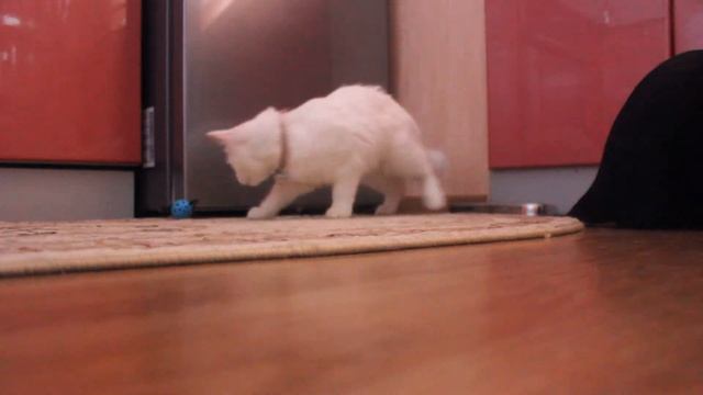 Кошка против ошейника / Кошачьи приколы / Белая кошка смотреть онлайн